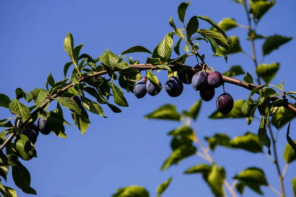 Ameixas maduras em um ramo — Fotografia de Stock