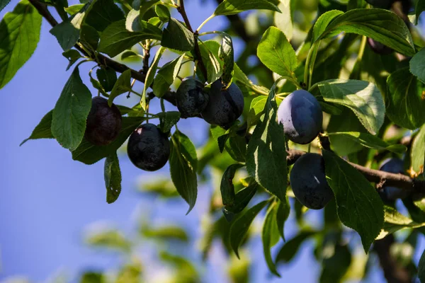 Ameixas maduras em um ramo — Fotografia de Stock