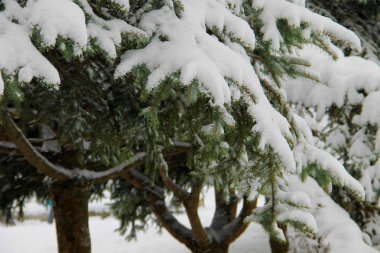 Karla kaplı ladin dalları