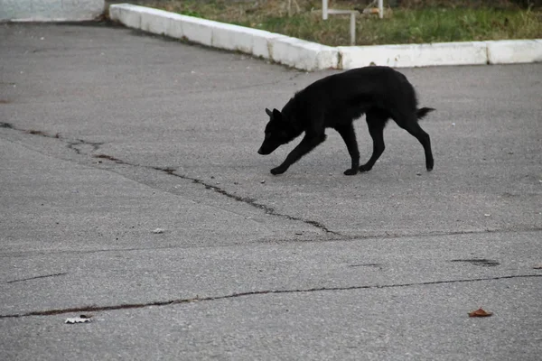 Black homeless dog in the city par — Stock Photo, Image