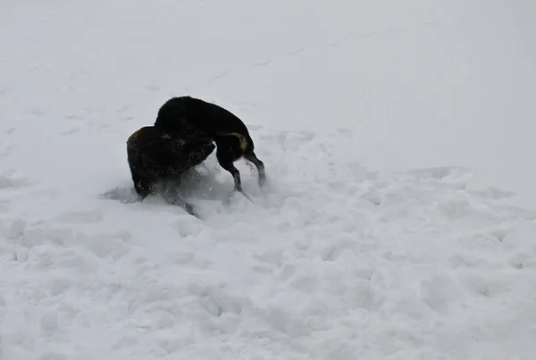 雪で遊ぶ 2 匹の黒犬 — ストック写真