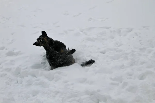 Zwei schwarze Hunde spielen im Schnee — Stockfoto