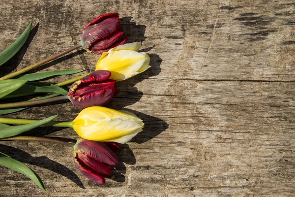 Tulipanes rojos y amarillos sobre fondo rústico de madera — Foto de Stock