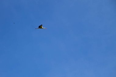 Beyaz Leylek (Ciconia ciconia) uçuşta