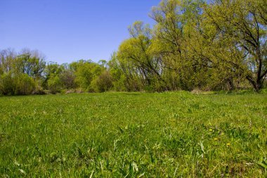 Yeşil çayır ve ağaçlarla kaplı ilkbahar manzarası