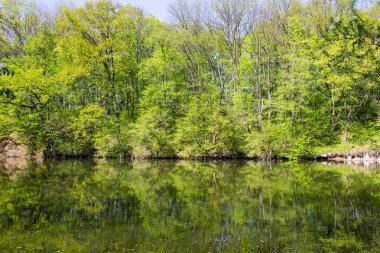 Yeşil Ormandaki Göl