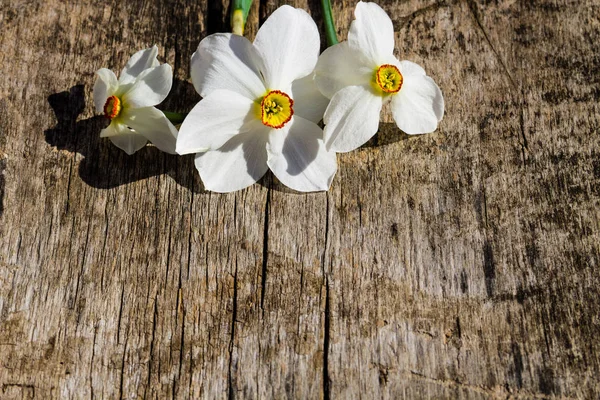 白色水仙花在乡土木背景与拷贝 sp — 图库照片