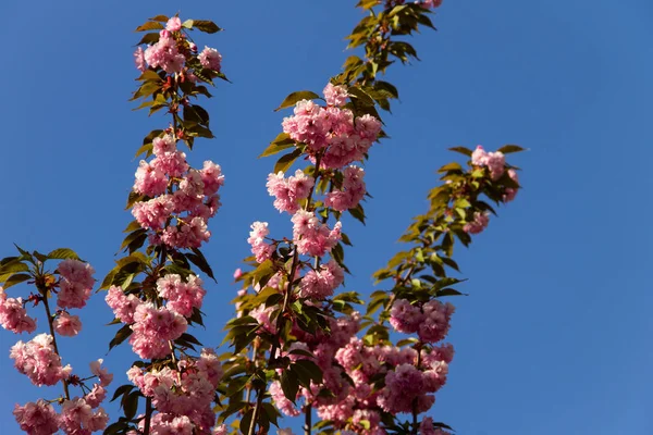 Détail du cerisier japonais à fleurs roses - Sakura — Photo