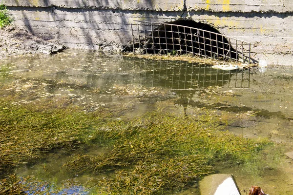 Water drain in the canal. Green algae in water surface.  Environ