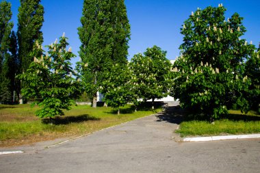 Bir parkta kestane ağaçları çiçek açan