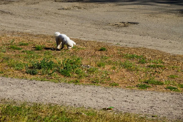 Біла болонська собака в парку — стокове фото
