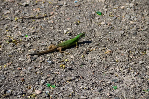 Zielona jaszczurka na szarej drodze asfaltowej — Zdjęcie stockowe