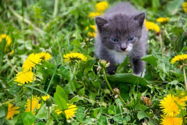 Sarı karahindiba çıtır küçük yavru kedi