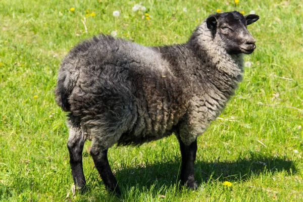 Owce na zielonej łące — Zdjęcie stockowe