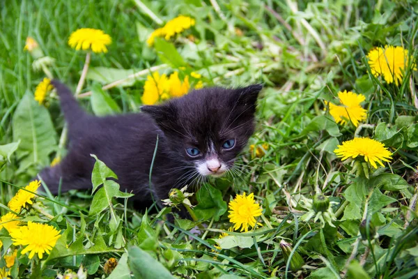 Petit chaton en fleurs de pissenlit jaunes — Photo
