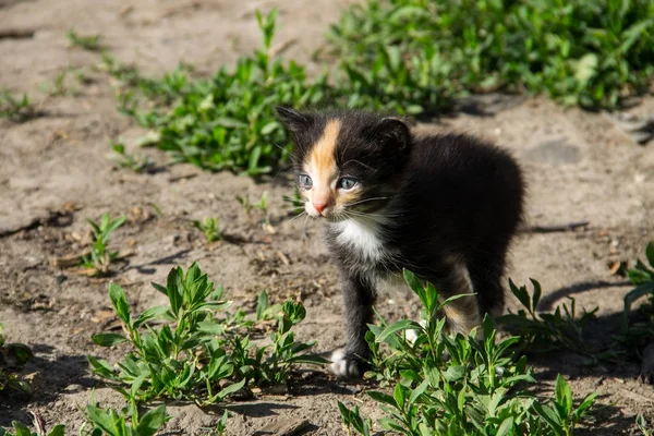 Pequeno gatinho na jarda — Fotografia de Stock