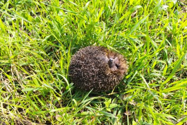 Yeşil çimlerde kirpi