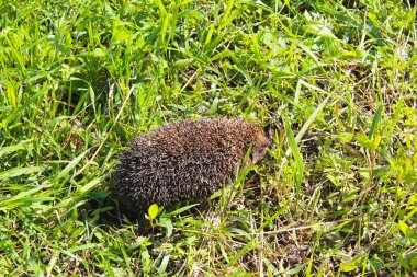 Yeşil çimlerde kirpi