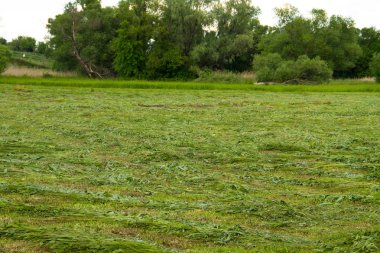Taze mowed çayır saman satırlarla