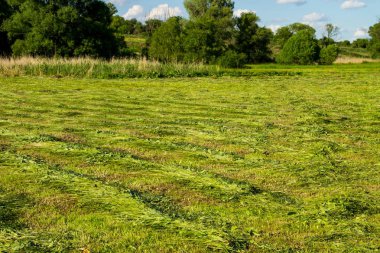 Taze mowed çayır saman satırlarla