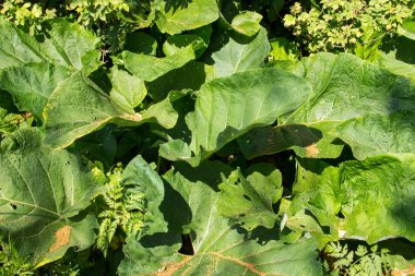 Yünlü Burdock (Arctium Tomentosum)