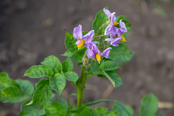 Розквіт картоплі в саду — стокове фото