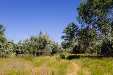 Yaz, yatay, yeşil ağaçlar, çayır ve mavi gökyüzü