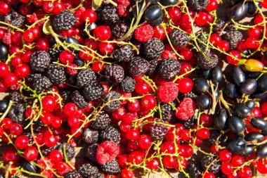 Taze çilek, böğürtlen, ahududu, frenk üzümü ve blackcurrant