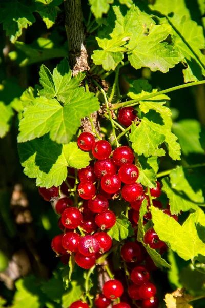 Bacche di ribes rosso su un cespuglio primo piano — Foto Stock