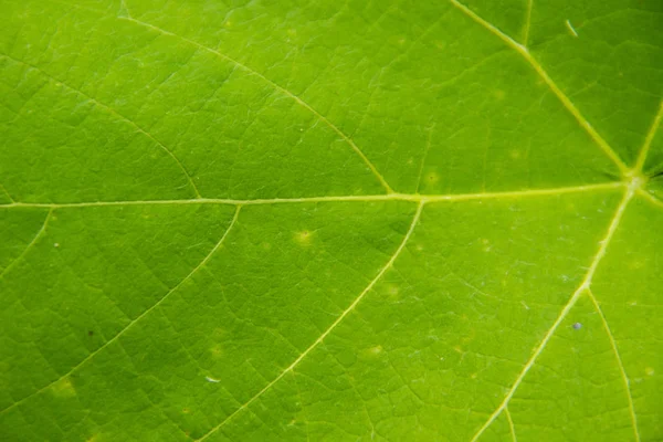 Grüne Blatttextur für Hintergrund — Stockfoto