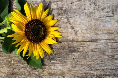 Ahşap arka plan üzerinde dekoratif ayçiçeği