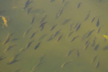 Gölün mavi sularında küçük balıklar yüzer. 