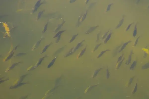 Los peces pequeños nadan en el agua azul del lago — Foto de Stock