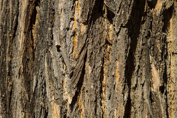 Textura de casca de árvore. Fundo de madeira — Fotografia de Stock