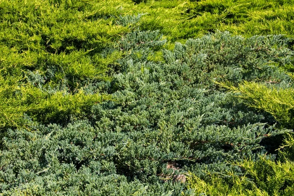 Yeşil ardıç çalılarının doğal arka planı — Stok fotoğraf