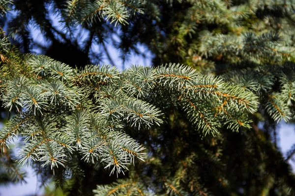 Βελόνες του μπλε ερυθρελάτη (Picea pungens) δέντρο κινηματογράφηση σε πρώτο πλάνο — Φωτογραφία Αρχείου