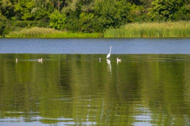 Martılar ve Nehri üzerinde beyaz ak balıkçıl