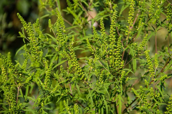 Ragweed plants — Stock Photo, Image