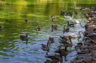 Kuğu ve yüzme göldeki ördekler