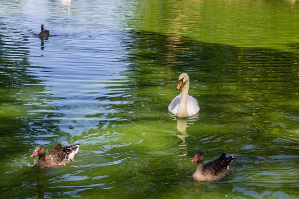 Cisnes y patos nadando en el lago — Foto de Stock