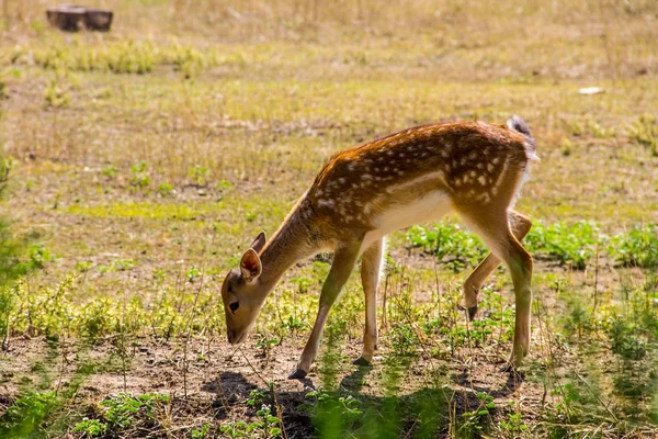 Portrait of white-tailed deer fawn (Odocoileus virginianus) — Stock Photo, Image