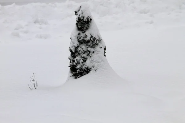 Thuja tree in the winter city park — Stock Photo, Image