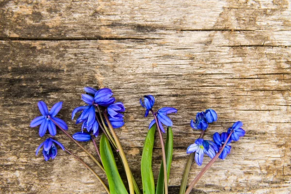 Блакитні скіллові квіти (Scilla siberica) або сибірські келихи на дереві — стокове фото