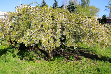 Beyaz bahar çiçeği Park ile kiraz ağacı