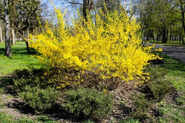Sarı hor çiçeği bush bir parkta