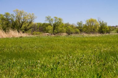 Yeşil çayır ve ağaçlarla kaplı ilkbahar manzarası