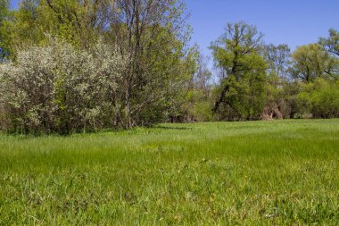 Yeşil çayır ve ağaçlarla kaplı ilkbahar manzarası