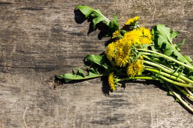 Rustik ahşap zemin üzerine sarı karahindiba çiçekler. Üstten Görünüm