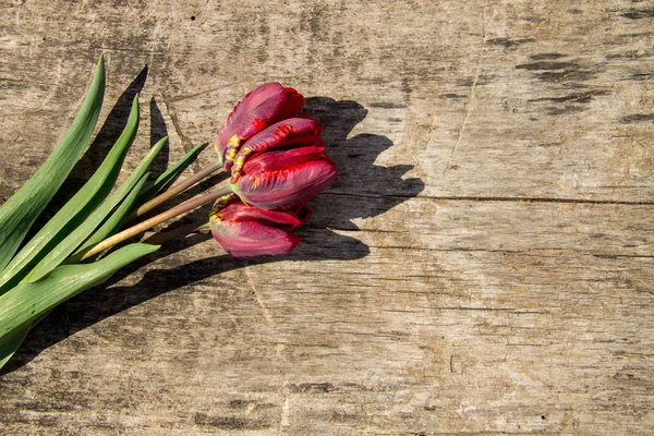 Tulipanes rojos sobre fondo rústico de madera con espacio para copiar — Foto de Stock