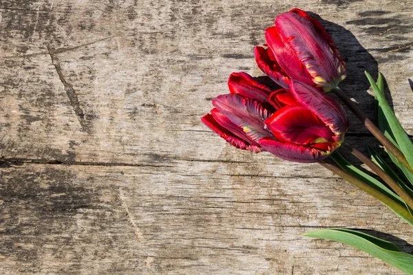Tulipanes rojos sobre fondo rústico de madera con espacio para copiar — Foto de Stock